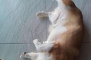 冬天宠物狗狗的护理技巧（小心狗狗着凉生病，爱护宠物从细节开始）