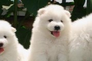 萨摩耶犬常见疾病大揭秘（宠物主人必看，了解如何预防和治疗萨摩耶犬的常见疾病）