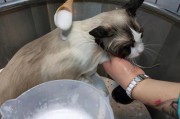 春天来了，猫咪也要洗澡了（为您的爱宠准备一场轻松愉快的洗澡体验）