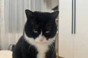 猫咪为什么总叫个不停？（探究猫咪叫喊行为的原因及解决方法）
