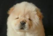 松狮犬不能吃的4种水果（保护宠物健康，拒绝误食！）