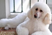 贵宾犬洗澡的频率和注意事项（一周一次最佳，宠物健康必须知道的小窍门）