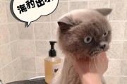 宠物洗澡必看（了解宠物肌肤特点，选择安全有效的洗浴用品）