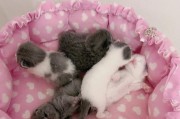 猫咪即将分娩，这些表现需要注意！（宠物猫咪怀孕后期的身体变化及应对方法）