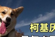 如何应对狗的厌食症？（解决狗狗不吃任何食物的方法和技巧）