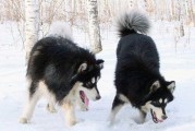 阿拉斯加犬与二哈（了解它们的特点与区别，选择合适的犬只成为了解之旅的开始）