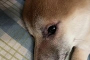 猫蠕形螨的潜伏期究竟有多长？（探究猫蠕形螨的潜伏期及其影响因素）