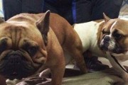了解斗牛犬的生理周期，为合适的配种选择做准备（了解斗牛犬的生理周期，为合适的配种选择做准备）