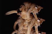 猫咪为什么不会摔死？（揭秘猫咪的坠落奥秘）