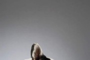 犬舌头坏死的原因及治疗方法（探寻犬舌头坏死背后的原因与解决之道）