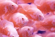 以地图鱼吃什么颗粒为主题写一个文章（揭秘地图鱼的理想颗粒食物与饲养技巧）