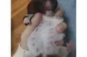 为什么猫狗会出现假孕现象？（探究猫狗假孕的原因和表现）