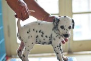 斑点犬饲养指南（以宠物为主，让斑点犬健康快乐成长）