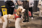 贵宾犬的饮食禁忌