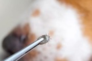 如何预防和解决宠物狗的蜱虫问题（从预防到解决，让您的爱犬摆脱蜱虫的困扰）