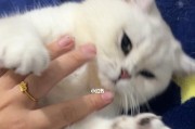 小技巧教你给金渐层猫咪洗澡（让你的宠物更舒适、更健康的洗澡方法）