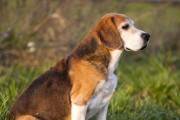 如何安全饲养猎狐犬幼犬（宠物爱好者必读！猎狐犬幼犬饲养安全指南）