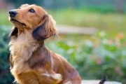 从耳朵尾巴开始，让你的腊肠犬变身最美宠物