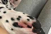 以斑点狗为宠物的禁忌食物（小心喂食，健康无忧）