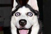 犬缺钙抽搐症状及预防措施（了解犬缺钙引起的抽搐症状，保护您的爱宠健康幸福）