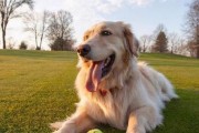 喜乐蒂牧羊犬养护全指南（宠物爱好者必看，如何照顾你的喜乐蒂牧羊犬）