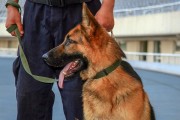 选择适合打猎的犬种（打猎犬种的特点及选择要点）