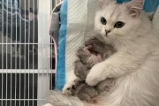 猫的怀孕周期及繁殖过程（猫的怀孕周期、生育能力和繁殖习性全解析）