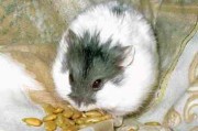 如何正确饲养熊猫仓鼠？（完美饲养方法、健康成长！）