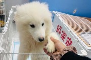 养狗新手必知的几条建议（赶紧收藏！好养实用！）