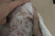狗狗皮肤病防治宝典（以宠物为主，如何预防和治疗皮肤病）