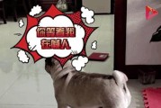小狗挠人，这是为什么？（探索小狗挠人的原因与解决方法）