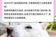 深入探究狗狗的日常行为（从食量、运动到社交，揭秘狗狗的三种日常行为）