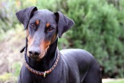 多伯曼犬的饲养指南（从喂养到训练，全面了解这个优秀的工作犬）