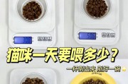 猫咪的饮食需求（探究猫咪一天需要喂食多少次，以及它们吃东西所需的环境）