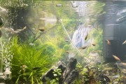 清除鱼缸水质浑浊的有效方法（根除鱼缸绿水的好办法）