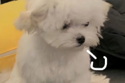 狗狗毛发稀少也不好？狗狗毛发稀少的几个原因
