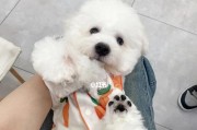 比熊犬不拉屎的原因探究（探寻比熊犬不拉屎的可能因素与解决方案）