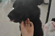 狗狗咳嗽不停是怎么回事？狗狗咳嗽的原因
