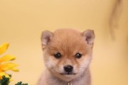 成都柴犬价格及如何选购高颜值柴犬（了解成都柴犬市场行情，挑选高颜值可爱的柴犬）