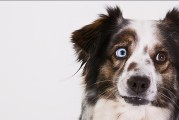 如何正确应对以马犬护食问题？（掌握正确的训练方法，让爱宠不再争食）