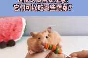 仓鼠生宝宝的饮食需求（如何为仓鼠提供适当的营养）