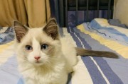 猫咪的缺点及如何应对（解决猫咪缺点的实用方法）