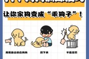狗狗训练的最佳场所（为你的爱犬选择合适的训练场所）