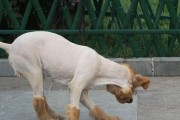 剃狗狗毛发的危害（了解这些，别让爱犬受伤害）
