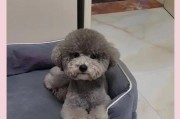 泰迪犬剪发的最佳时机（探讨泰迪犬剪发的时间间隔和关键注意事项）