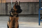 以德国牧羊犬幼犬怎么养？（全面指南教你如何培养健康快乐的宠物）