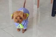 泰迪为什么要剃掉胎毛？（了解泰迪胎毛的重要性与剃毛的好处）