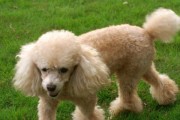 爱宠贵宾犬的饲养秘籍（细节决定一切，只为给贵宾更好的生活）