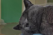 肥胖对猫咪的伤害有多大？（了解肥胖猫咪的健康风险与管理方法）