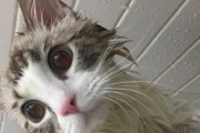猫咪洗澡全指南（以自己给猫咪洗澡的要点为主题，教你如何安全舒适地为爱宠洗澡）